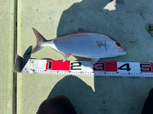 カンパチの釣果