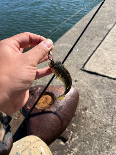 クサフグの釣果