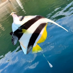 チョウチョウウオの釣果