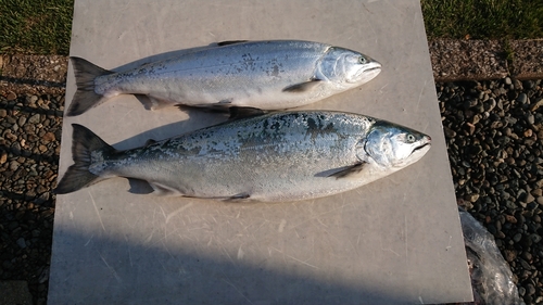 サクラマスの釣果