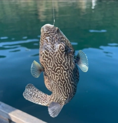 モヨウフグの釣果