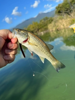 ラージマウスバスの釣果