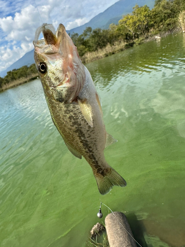 ラージマウスバスの釣果