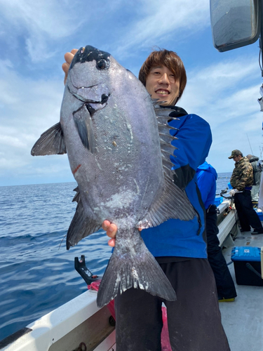 イシダイの釣果