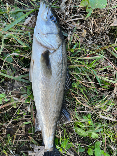 スズキの釣果