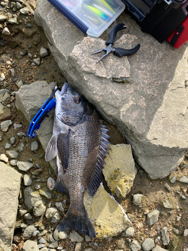 チヌの釣果