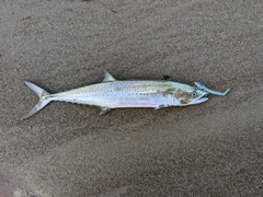 サゴシの釣果