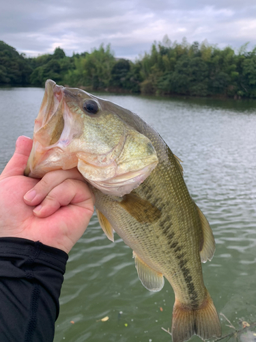 ラージマウスバスの釣果