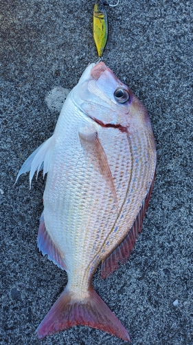 チダイの釣果