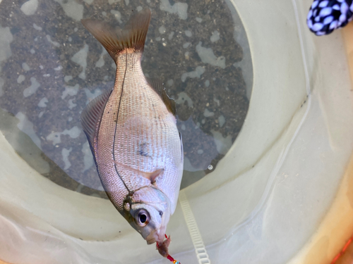 ウミタナゴの釣果