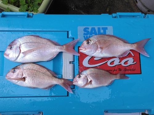 ハナダイの釣果