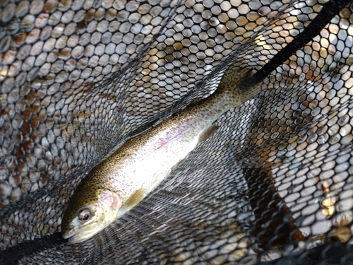 ニジマスの釣果