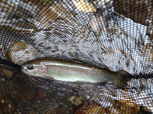 ニジマスの釣果