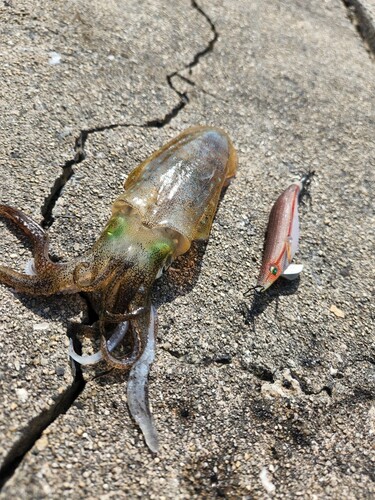 アオリイカの釣果