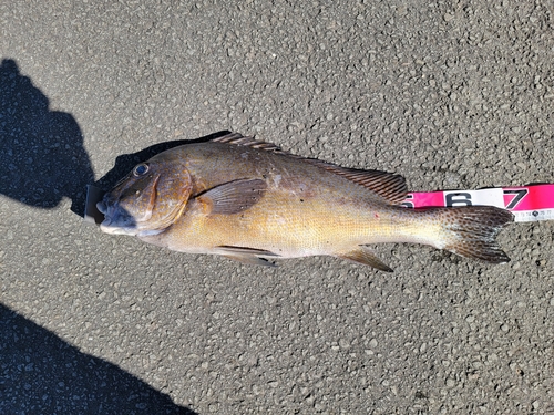 コロダイの釣果