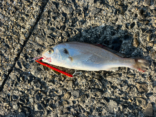 シログチの釣果