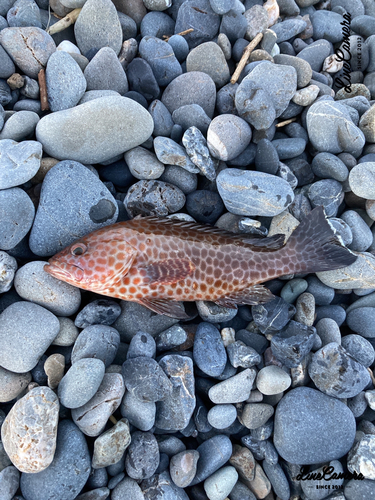 オオモンハタの釣果