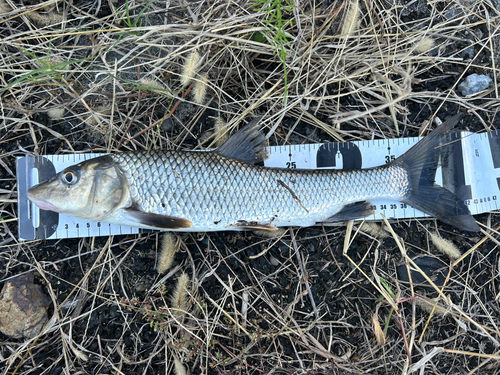 ニゴイの釣果