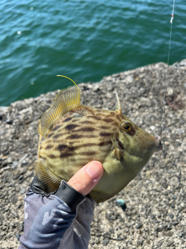 カワハギの釣果