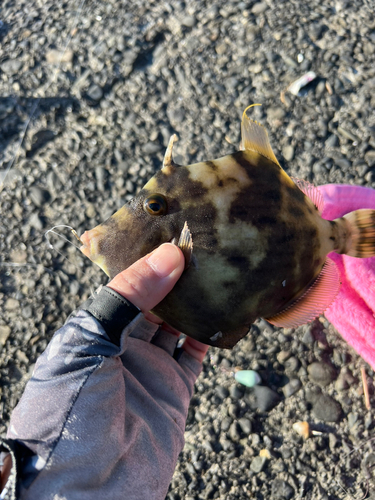 カワハギの釣果