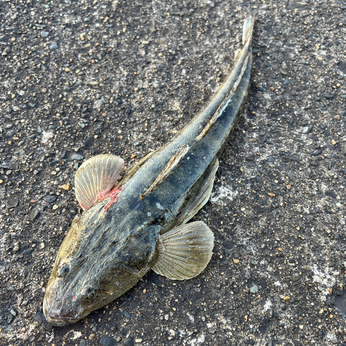 マゴチの釣果