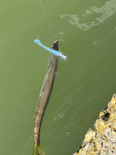 カマスの釣果