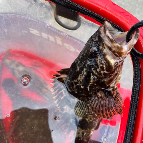 タケノコメバルの釣果