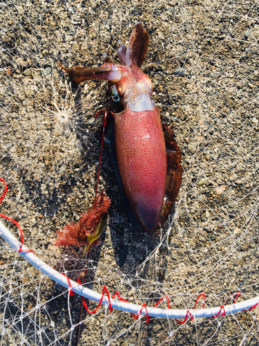 アオリイカの釣果