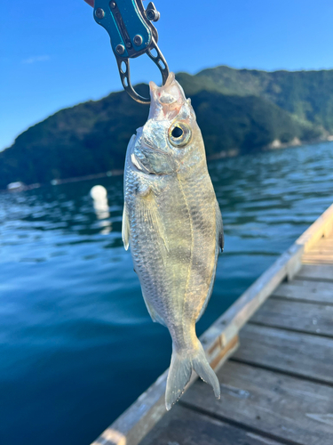 クロサギの釣果