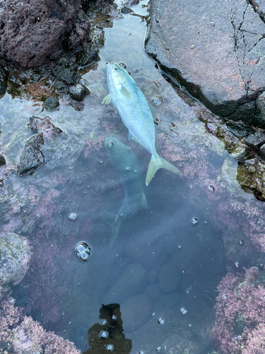 ワカシの釣果