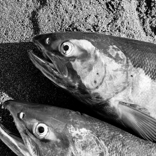 アキアジの釣果