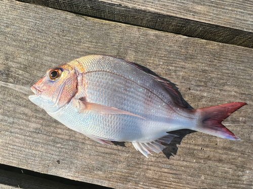 マダイの釣果