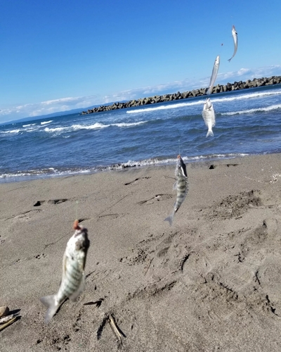 キスの釣果