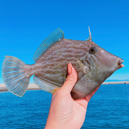 カワハギの釣果