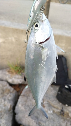 イケカツオの釣果