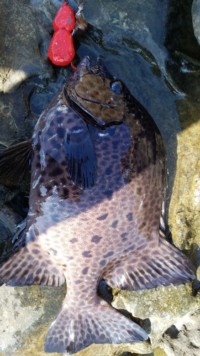 イシガキダイの釣果