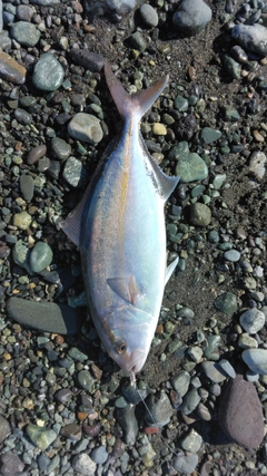 ショゴの釣果