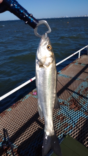 セイゴ（マルスズキ）の釣果