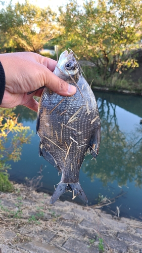 釣果