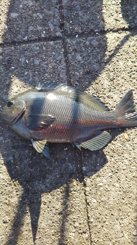 メジナの釣果