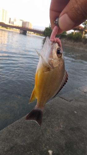 オキフエダイの釣果