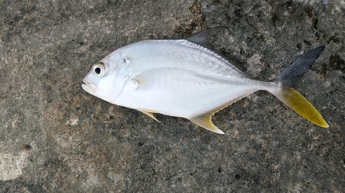 オニヒラアジの釣果