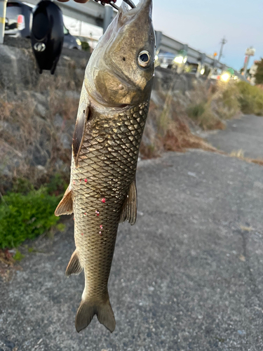 ニゴイの釣果