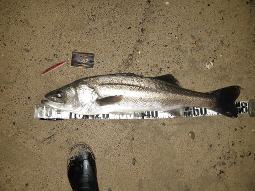 シーバスの釣果