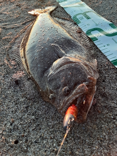 ヒラメの釣果