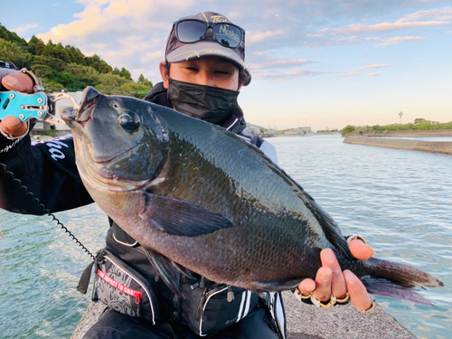 メジナの釣果