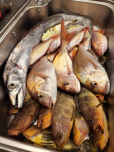 タイの釣果