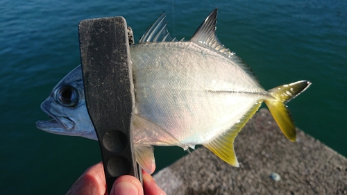 メッキの釣果