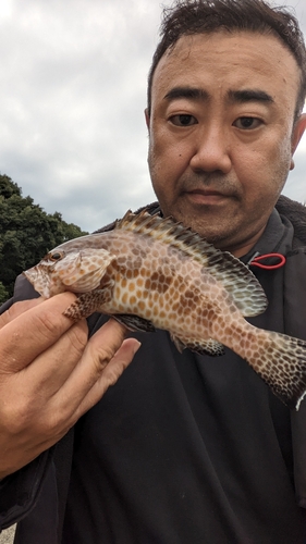 オオモンハタの釣果