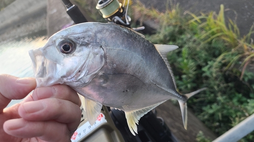 メッキの釣果